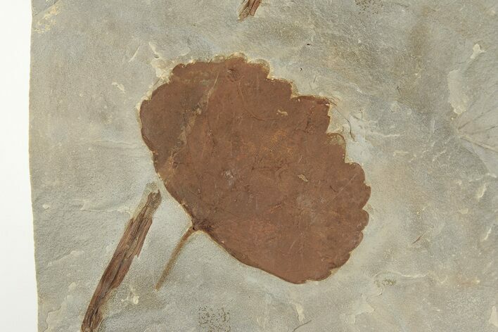 Fossil Leaf (Zizyphoides) - Montana #203362